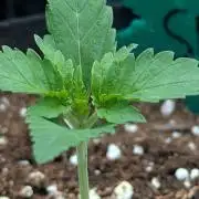 Grow #6: Stardawg and Strawberry Cough