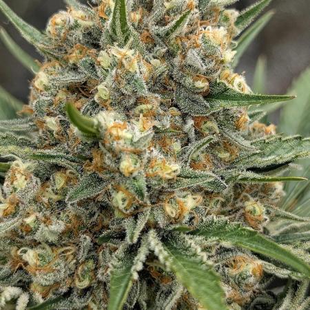 Growing Stardawg and Strawberry Cough