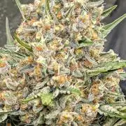 Growing Stardawg and Strawberry Cough