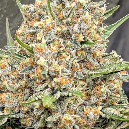 Growing Stardawg and Strawberry Cough