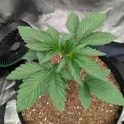 Super Skunk (Sensi Seeds)