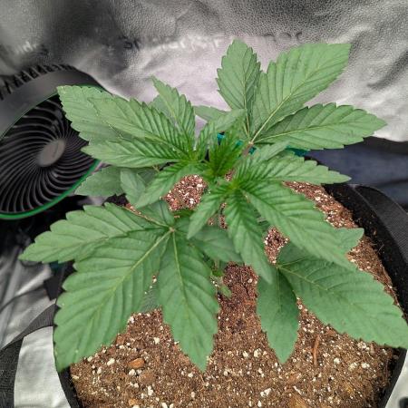 Super Skunk (Sensi Seeds)