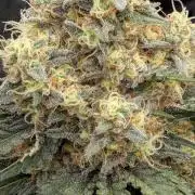 Lemon Tree (Barney's Farm)