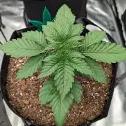 Lemon Tree (Barney's Farm)