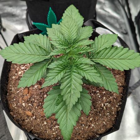 Lemon Tree (Barney's Farm)