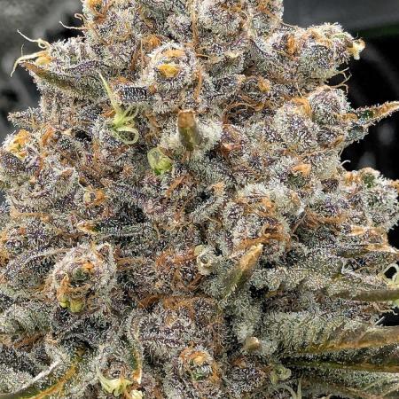 Growing Granddaddy Purple
