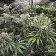Growing Stardawg and Strawberry Cough