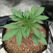 Blue Dream (Barney's Farm)