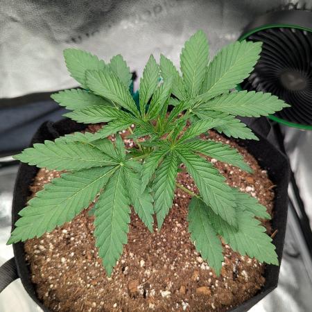 Blue Dream (Barney's Farm)