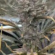 Growing God's Gift