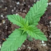Northern Lights (Sensi Seeds)