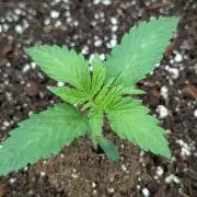 Blue Dream (Barney's Farm)