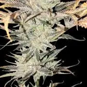 Growing Stardawg and Strawberry Cough