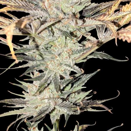 Growing Stardawg and Strawberry Cough