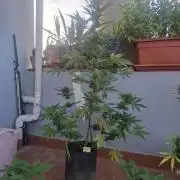 crecimiento indor flora exterior