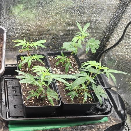 shimo scrOG