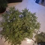 shimo scrOG