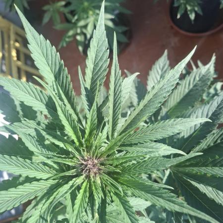 crecimiento indor flora exterior