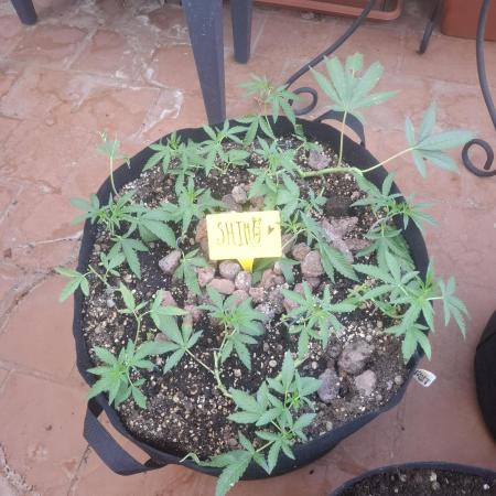 shimo scrOG