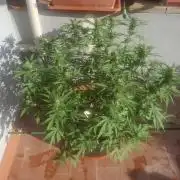 shimo scrOG