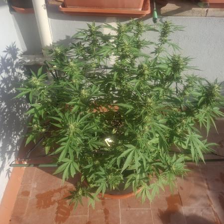 shimo scrOG