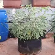 shimo scrOG