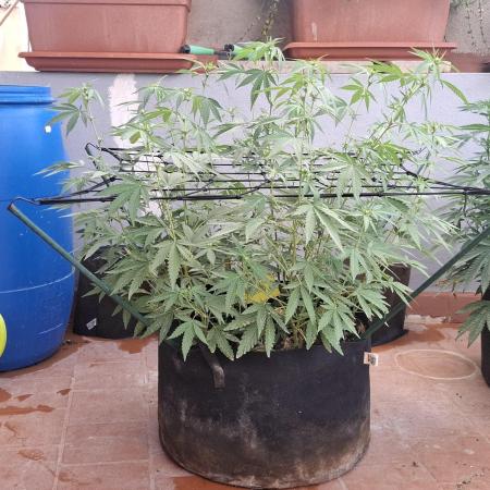 shimo scrOG