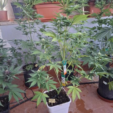crecimiento indor flora exterior
