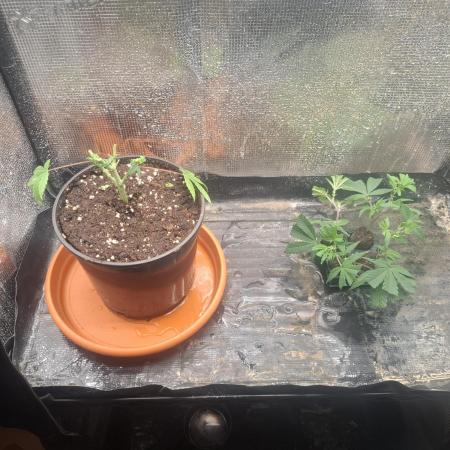 shimo scrOG