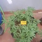 shimo scrOG