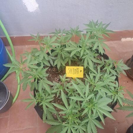 shimo scrOG