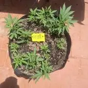 shimo scrOG