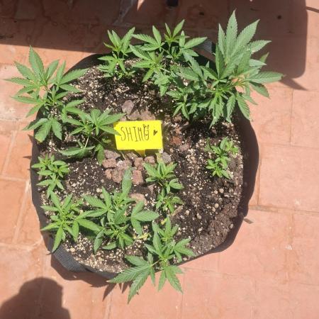shimo scrOG
