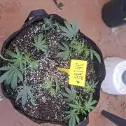 shimo scrOG