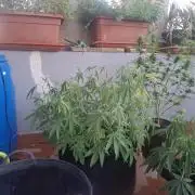 shimo scrOG