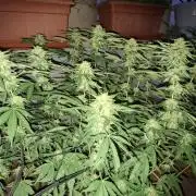 shimo scrOG