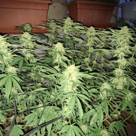 shimo scrOG