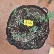 shimo scrOG