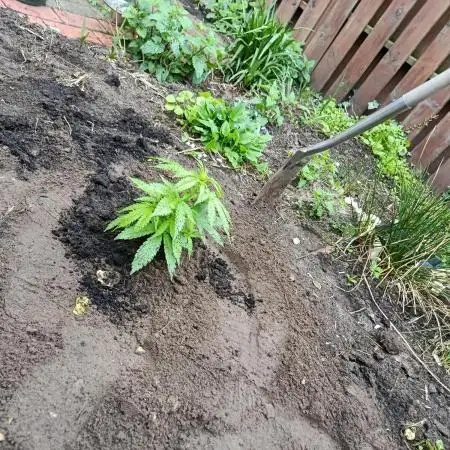 Monster Maker Outdoor