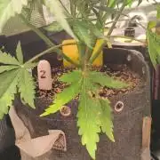 Pineapple Kush Cake Auto