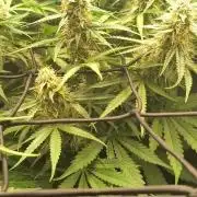 Terpyz Berry Bomb Auto F1