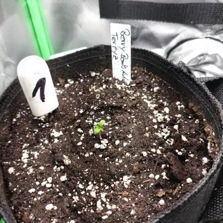 Terpyz Berry Bomb Auto F1