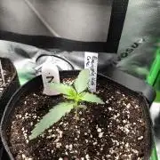 Pineapple Kush Cake Auto