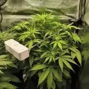 Terpyz Berry Bomb Auto F1