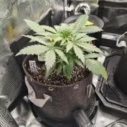 Pineapple Kush Cake Auto