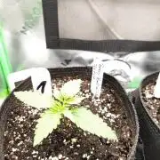 Terpyz Berry Bomb Auto F1