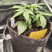 Terpyz Berry Bomb Auto F1