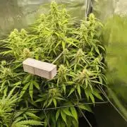 Terpyz Berry Bomb Auto F1