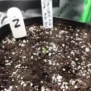 Pineapple Kush Cake Auto