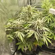 Pineapple Kush Cake Auto